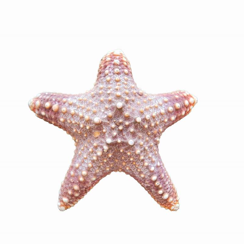 ستاره دریایی تزیینی مدل w6
