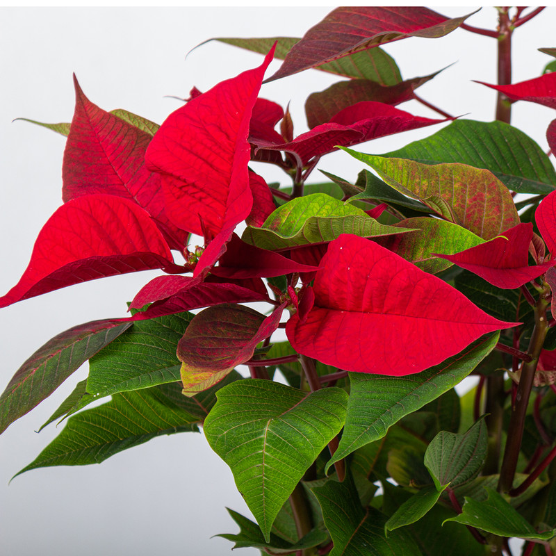 گیاه طبیعی بنت قنسول مدل p-27