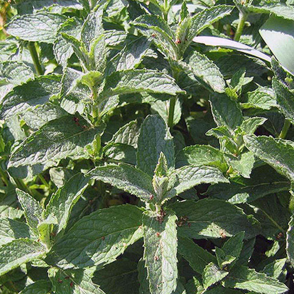 پونه خشک ممتاز باباگلی - 90 گرم