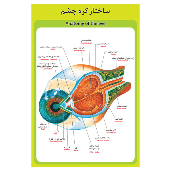 پوستر آموزشی طرح آناتومی ساختار کره چشم