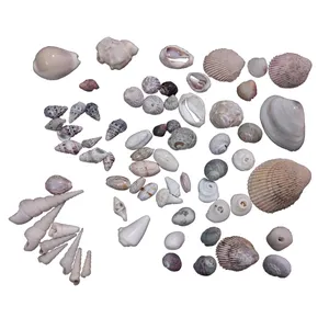 صدف تزئینی آکواریوم مدل OS0002  مجموعه 60 عددی