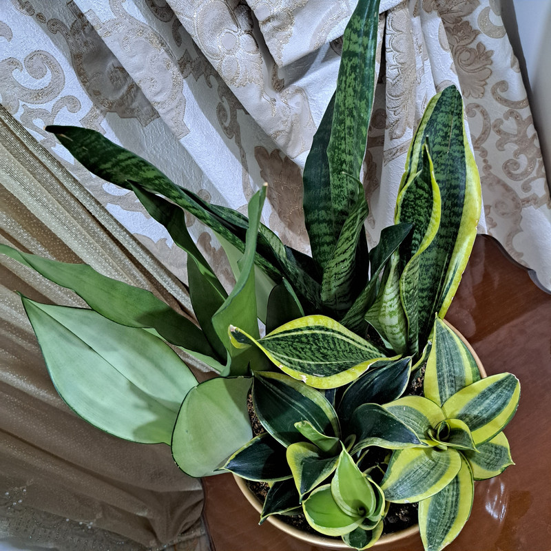 گیاه طبیعی دیش گاردن سانسوریا مدل 402