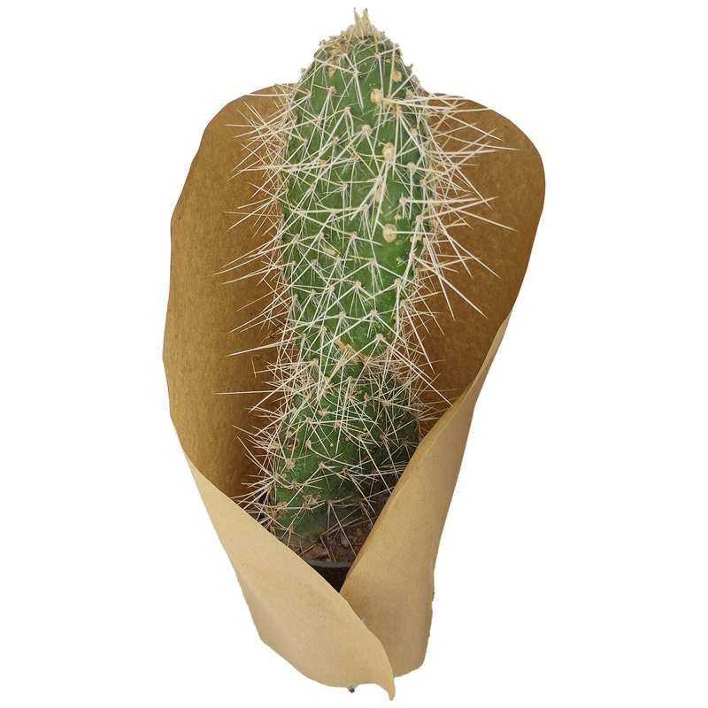 گیاه طبیعی کاکتوس کد yt8