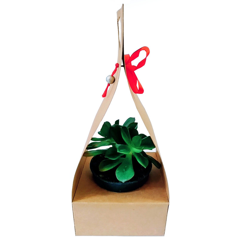 گیاه طبیعی ساکولنت مدل B-2 گیاه طبیعی ساکولنت مدل B-2