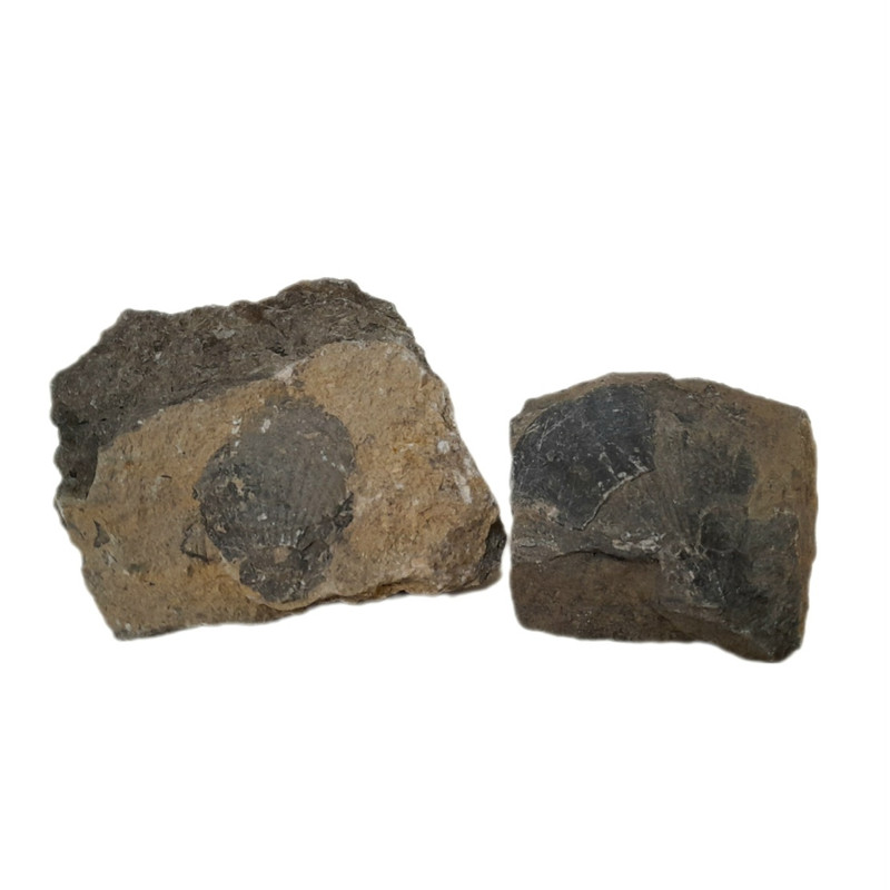 سنگ راف مدل فسیل صدف کد 145 بسته دو عددی