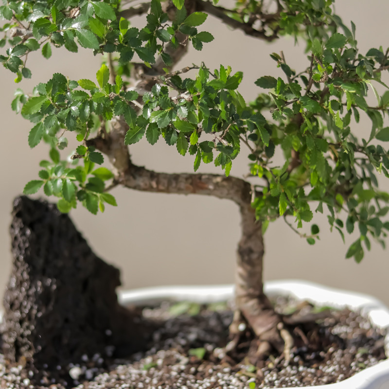 گیاه طبیعی بونسای نارون مدل elm-s گیاه طبیعی بونسای نارون مدل elm-s