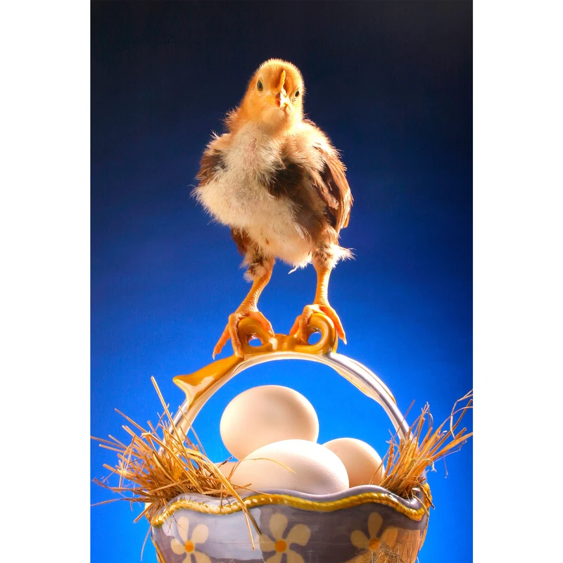 تابلو شاسی مدل جوجه و ظرف تخم مرغ T5875