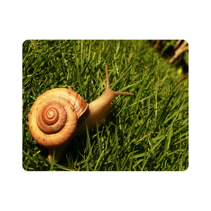 ماوس پد اطلس آبی طرح سبزه و حلزون مدل T5901