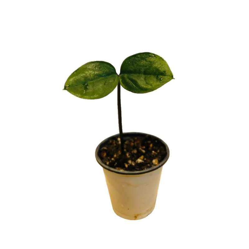 گیاه طبیعی زامیفولیا مدل sh-2021 گیاه طبیعی زامیفولیا مدل sh-2021