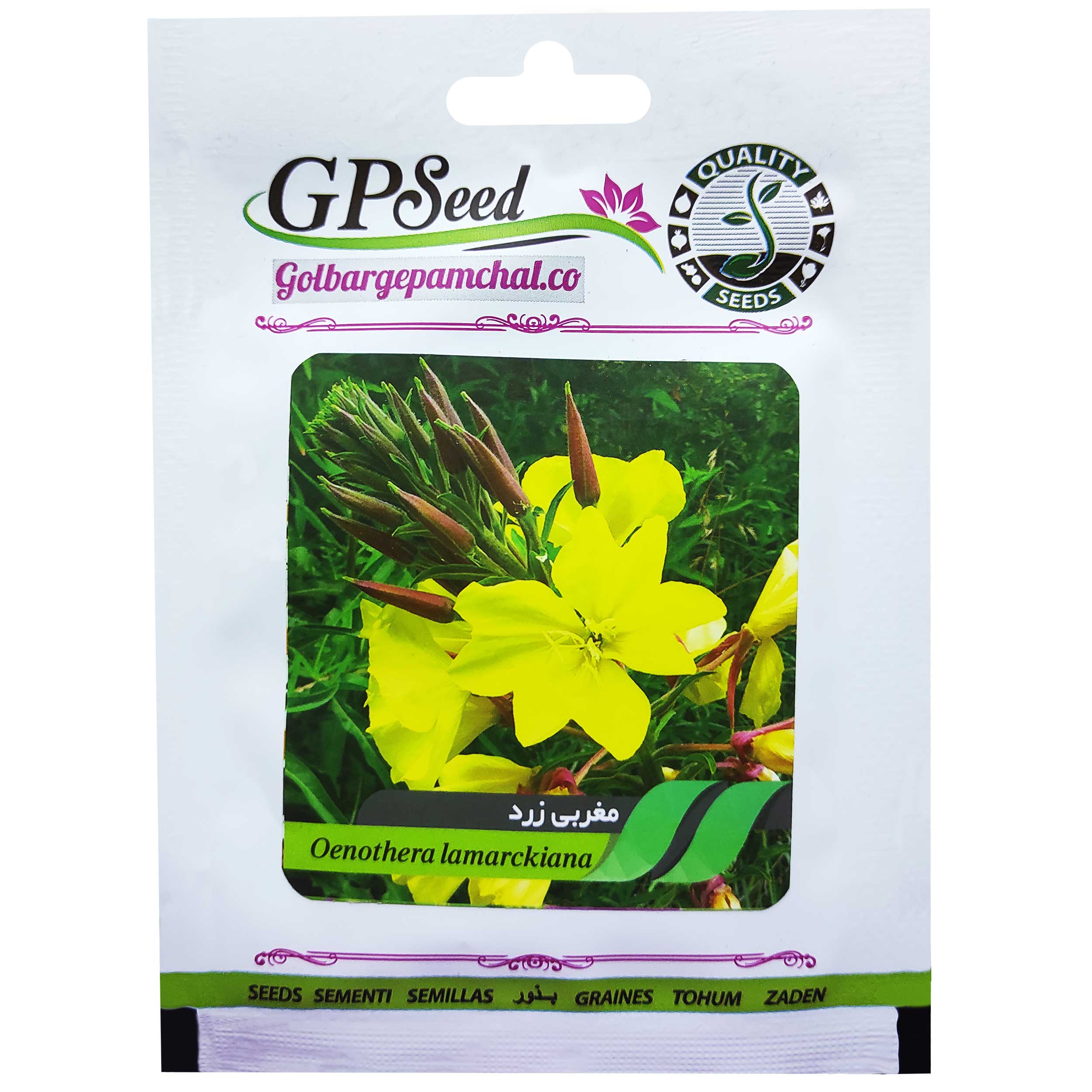بذر گل مغربی پابلند زرد گلبرگ پامچال کد GPF-080