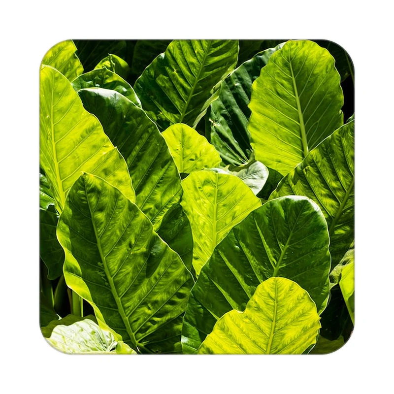 زیر لیوانی کاکتی طرح گل مدل mp17765