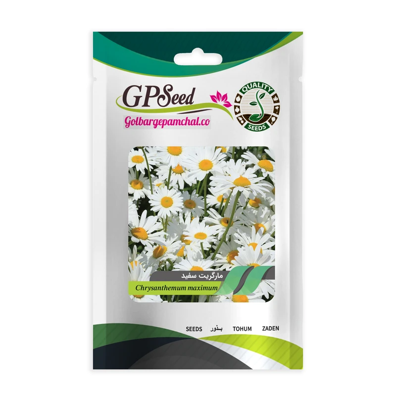 بذر گل مارگریت پابلند سفید گلبرگ پامچال کد GPF-079