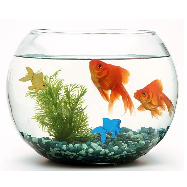 ماهی تزئینی آکواریوم به گز مدل دم متحرک مجموعه 5 عددی