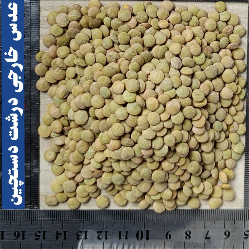 عدس درشت دلاوران - 700 گرم