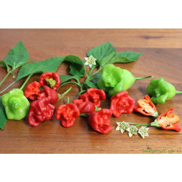 بذر فلفل زنگوله ای ستاره ای مدل GL15