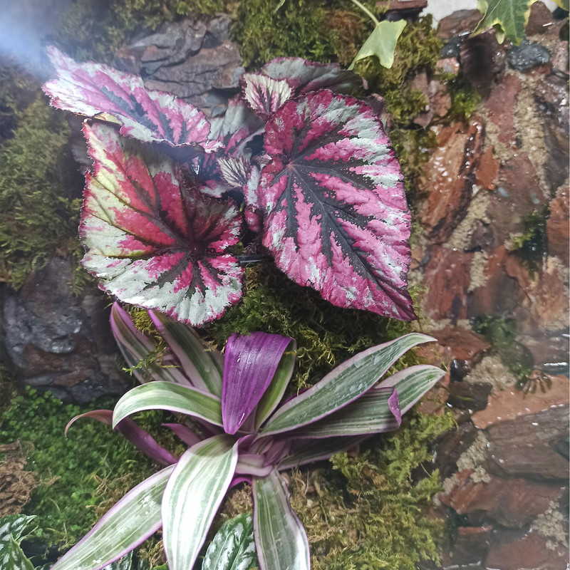 گیاه طبیعی پالوداریوم مدل صخره ای