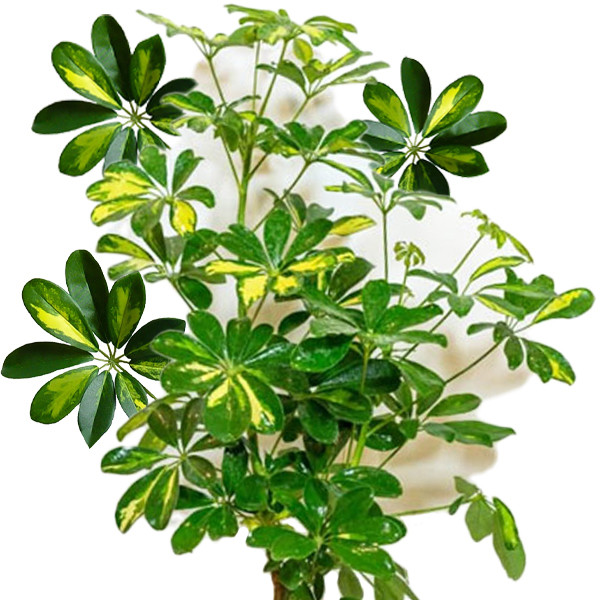 گل طبیعی شفلرا ابلغ تافکو کد 2026