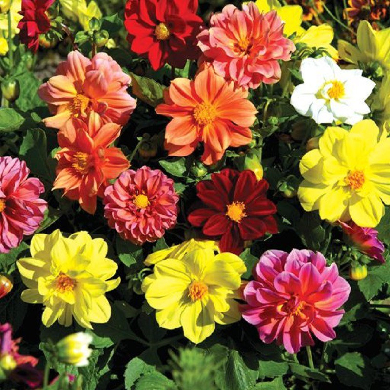 بذر گل کوکب بذری الوان جی پی سید مدل GP28138