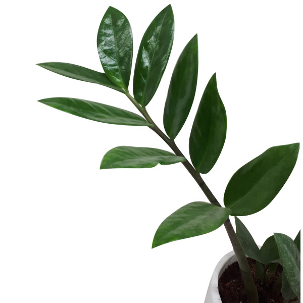 گیاه طبیعی زاموفیلیا کد S - M02 گیاه طبیعی زاموفیلیا کد S - M02