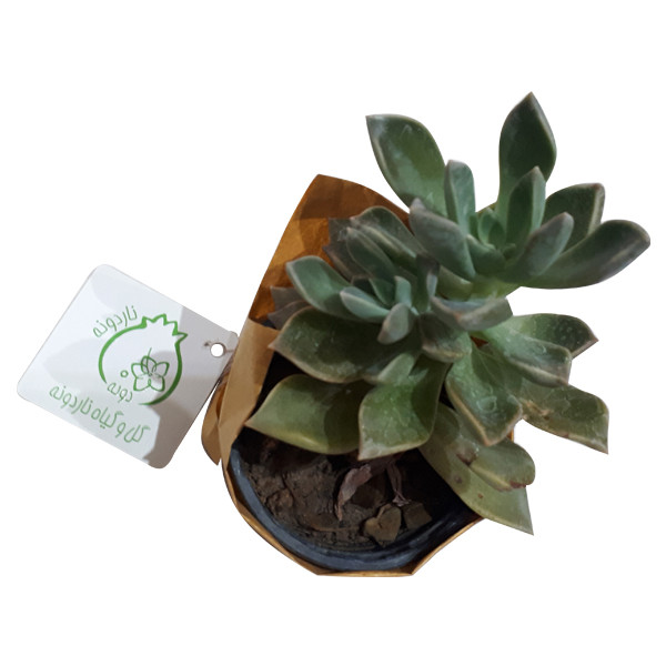 گیاه طبیعی آشوریا ناردونه کد SA - S01