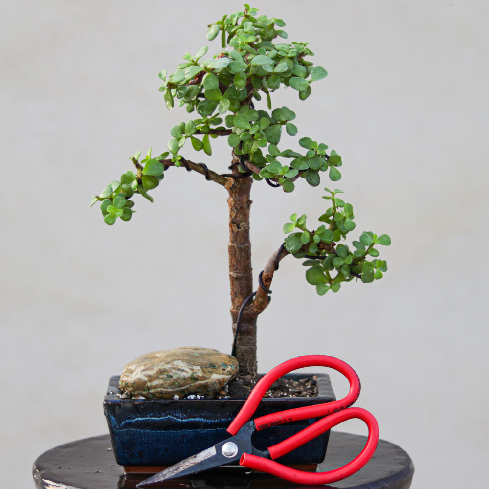 گیاه طبیعی بونسای جید مدل 180 گیاه طبیعی بونسای جید مدل 180