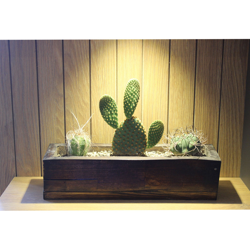 گیاه طبیعی کاکتوس مدل T60 گیاه طبیعی کاکتوس مدل T60