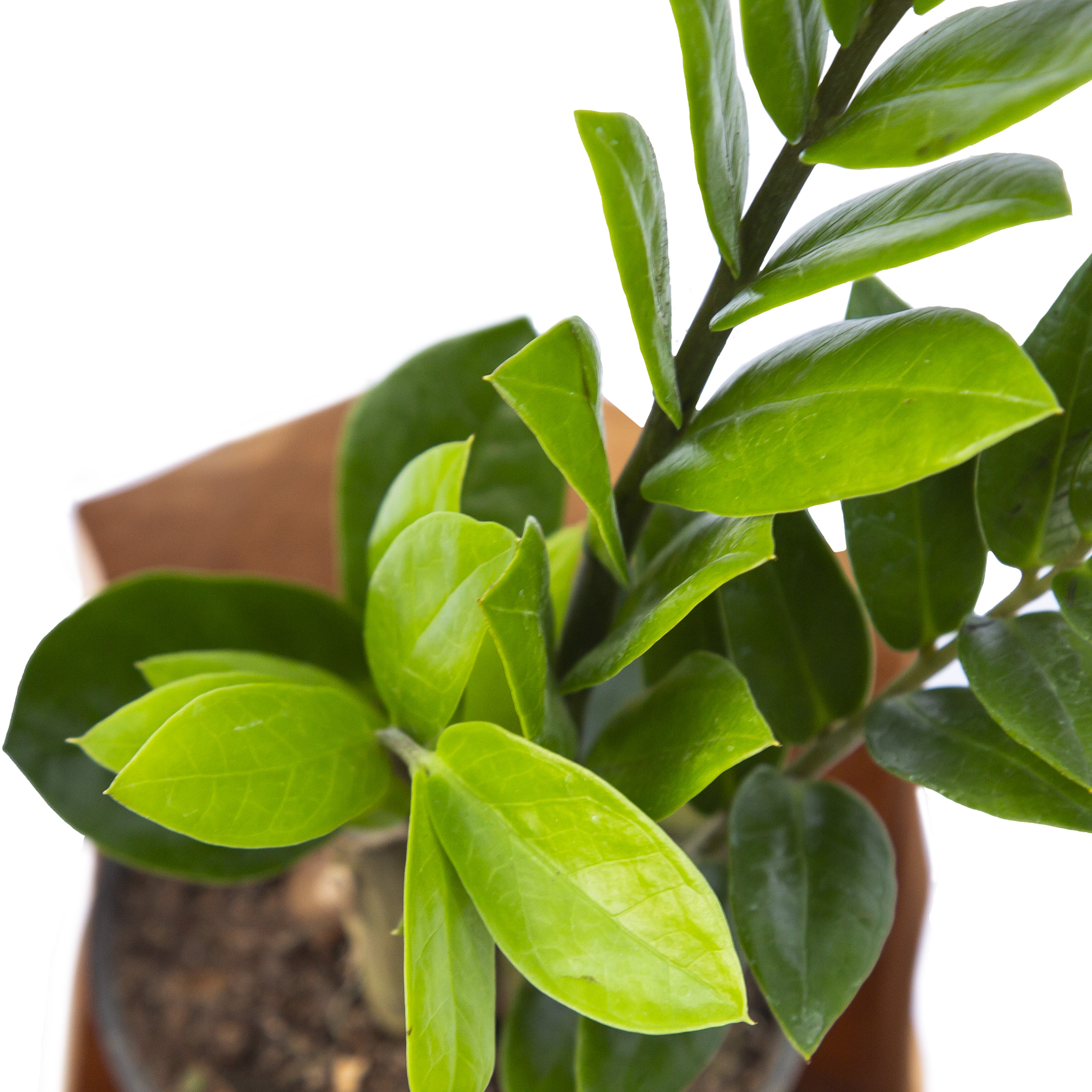 گیاه طبیعی زاموفیلیا ملکی گاردن مدل MG06