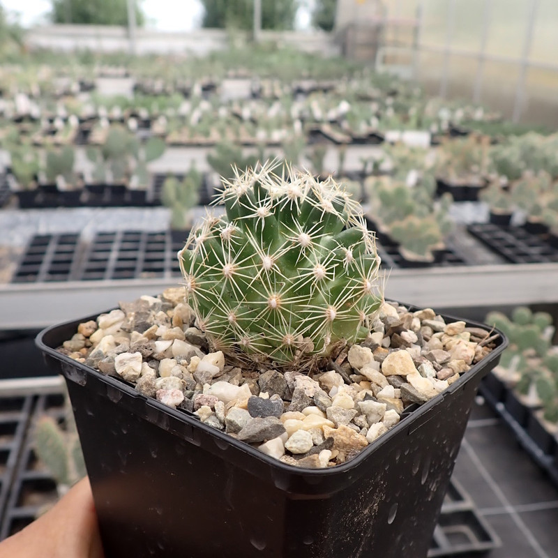 بذر کاکتوس اسکوباریا جی پی سید مدل  GP28604