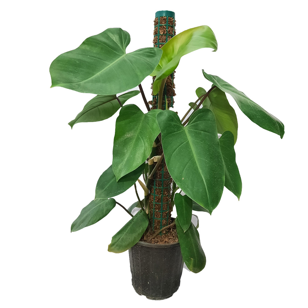 گیاه طبیعی فیلودندرون کد 2