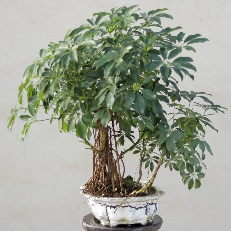 گیاه طبیعی بونسای شفلرا مدل 65108 گیاه طبیعی بونسای شفلرا مدل 65108