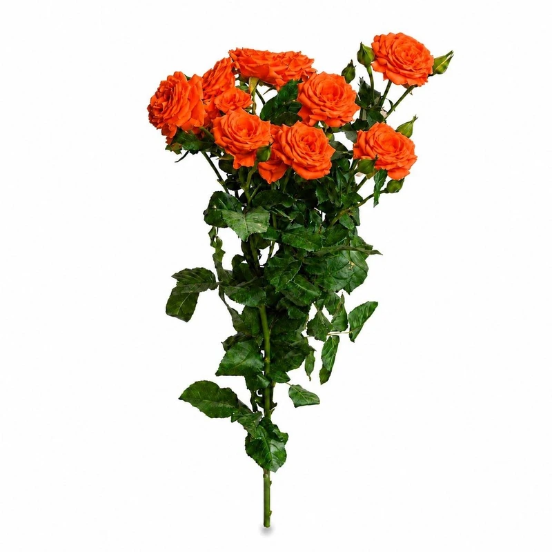 شاخه گل رز طبیعی مدل مینیاتوری نارنجی بسته 5 عددی