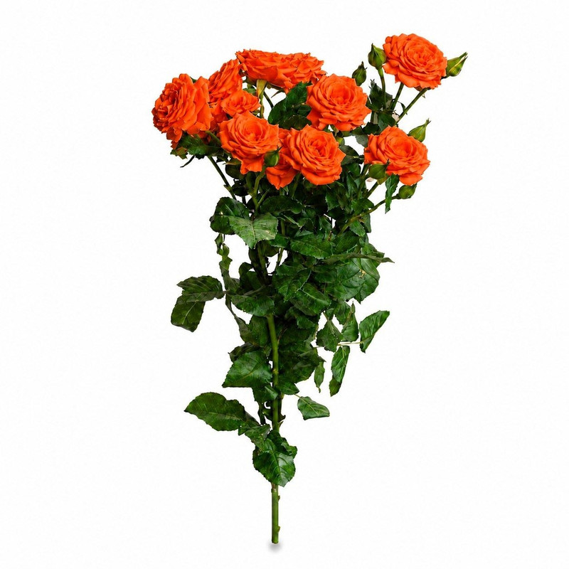 شاخه گل رز طبیعی مدل مینیاتوری نارنجی بسته 5 عددی