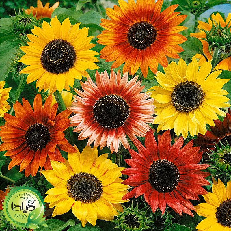 بذر آفتابگردان الوان زینتی گیلدا کد 830