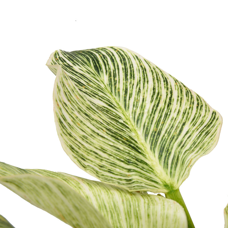 گیاه طبیعی فیلودندرون برکین کد 11112-2202