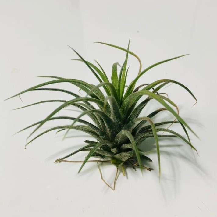 گیاه طبیعی تیلاندسیا آیونانتا مدل sh-2021