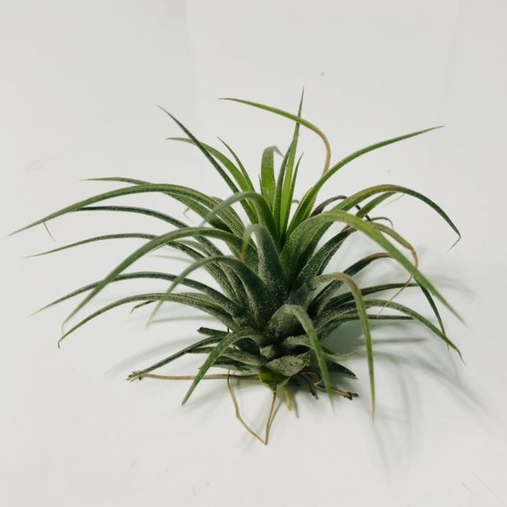 گیاه طبیعی تیلاندسیا آیونانتا مدل sh-2021