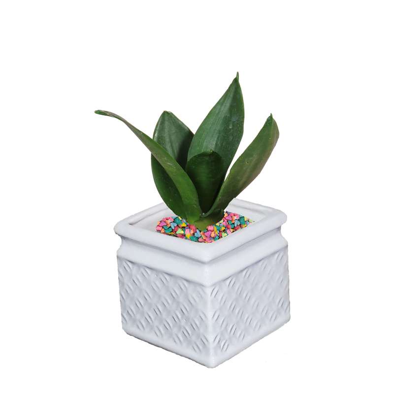 گیاه طبیعی سانسوریا هانیانا بلک کد As-102 گیاه طبیعی سانسوریا هانیانا بلک کد As-102