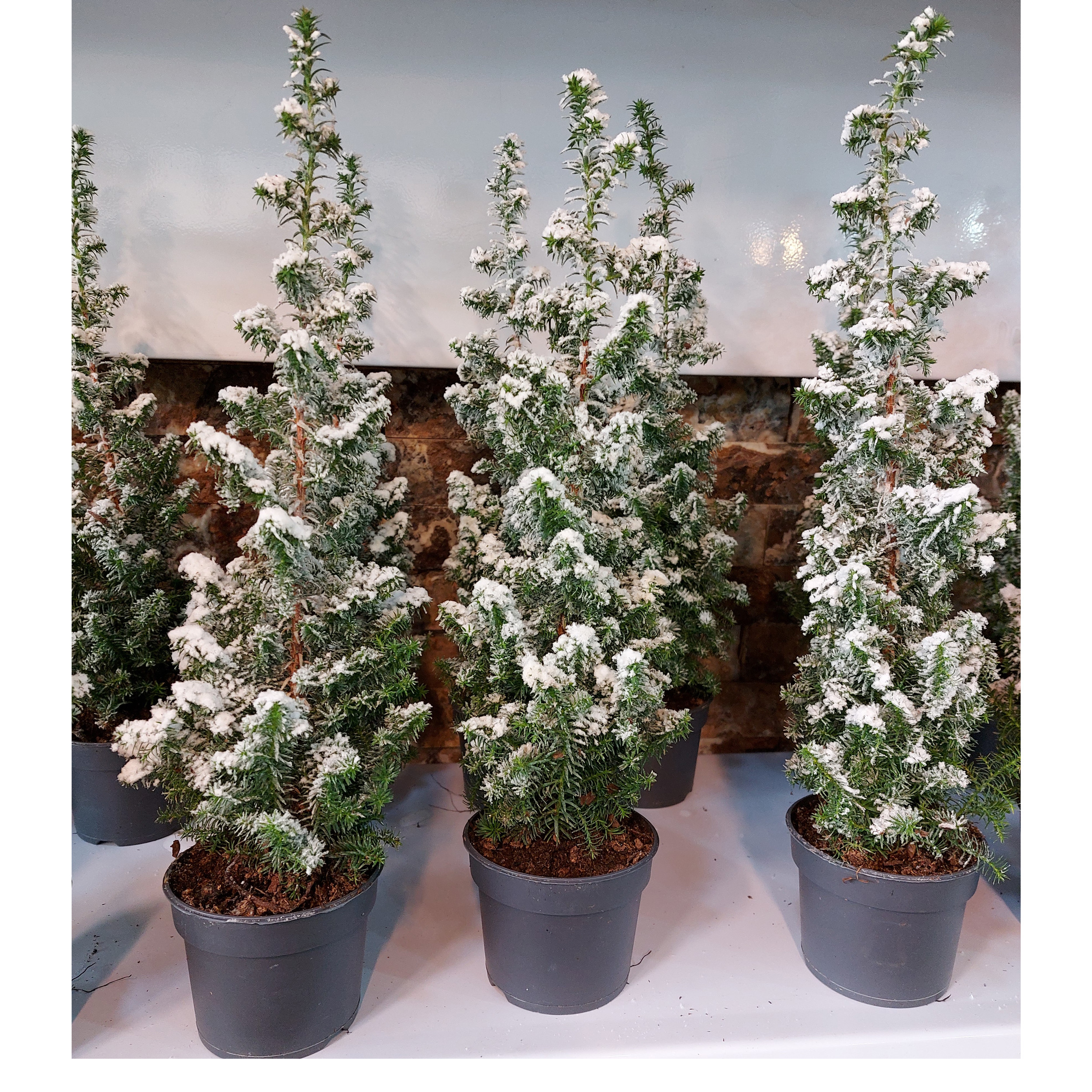 گیاه طبیعی کاج مدل F-26 گیاه طبیعی کاج مدل F-26