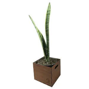 گیاه طبیعی سانسوریا شمشیری ناردونه کد AB - M01