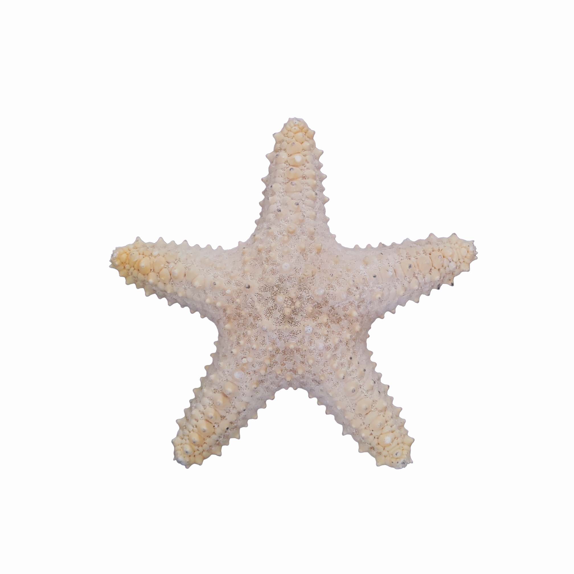 ستاره دریایی تزیینی مدل c1