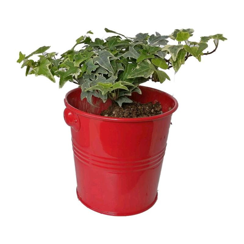 گیاه طبیعی پاپیتال کد wf07