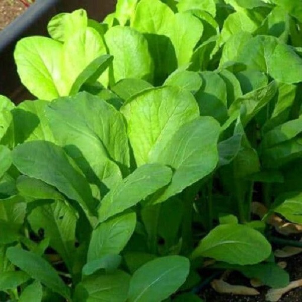 بذر شاهی جی پی سید مدل GP1109