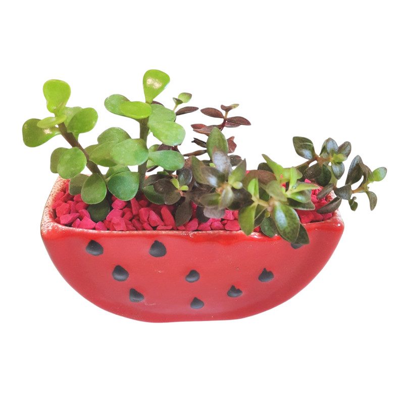 گیاه طبیعی ساکولنت مدل یلدا طرح هندوانه