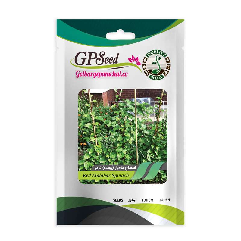 بذر اسفناج مالابار رونده قرمز جی پی سید مدل GP3107 بذر اسفناج مالابار رونده قرمز جی پی سید مدل GP3107
