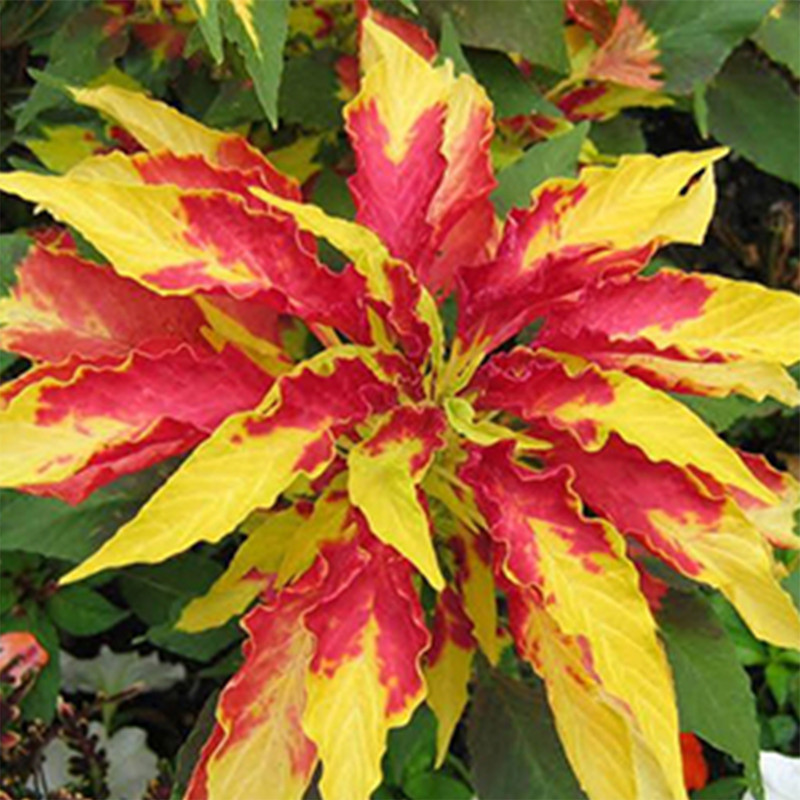 بذر گل آمارانتوس آرکابذرایرانیان کد A68 بذر گل آمارانتوس آرکابذرایرانیان کد A68