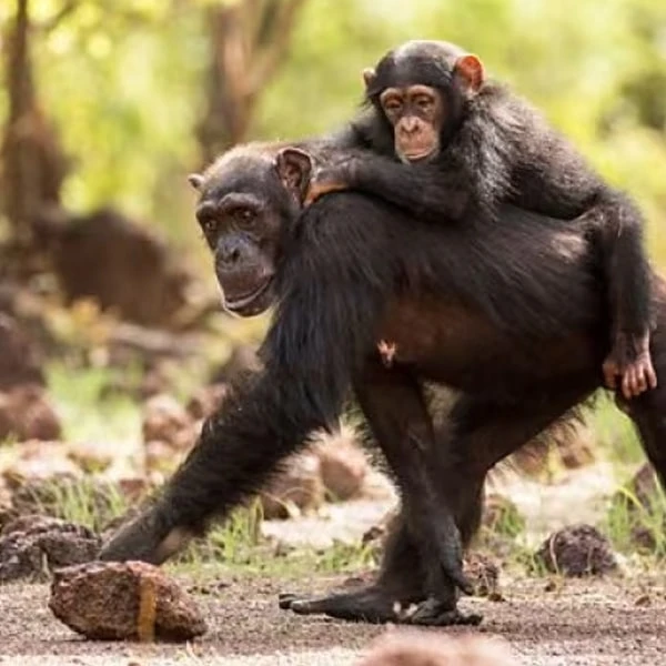 عکس شماره 5 : مستند حیات وحش خاندان ها (سلسله) اثر رویز توماس