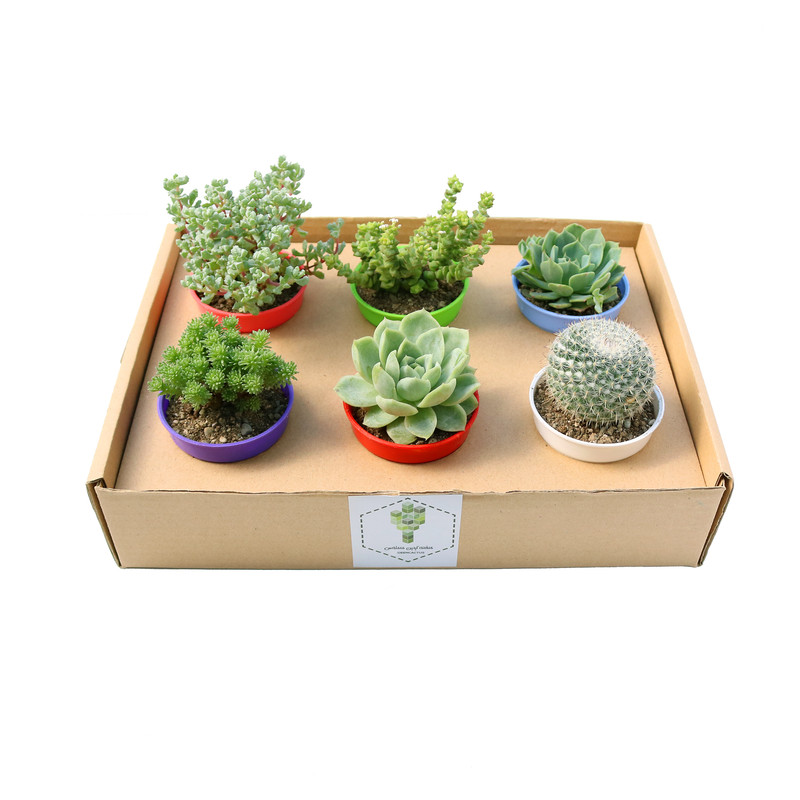 گیاه طبیعی کاکتوس و ساکولنت آیدین کاکتوس کد CB-017 مجموعه 6 عددی