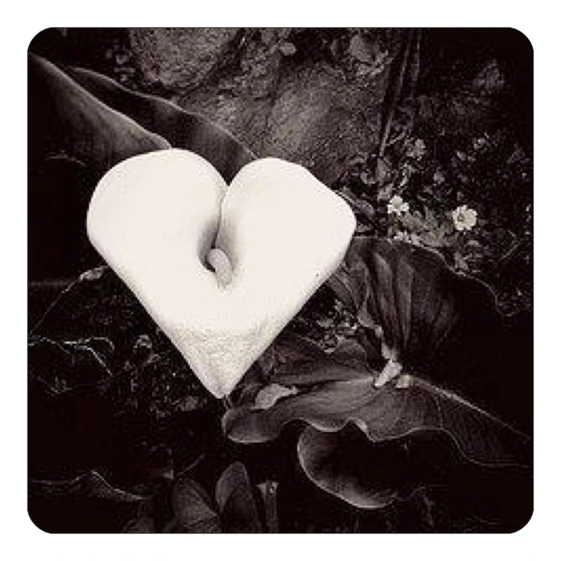 مگنت کاکتی طرح عاشقانه مدل mp36702