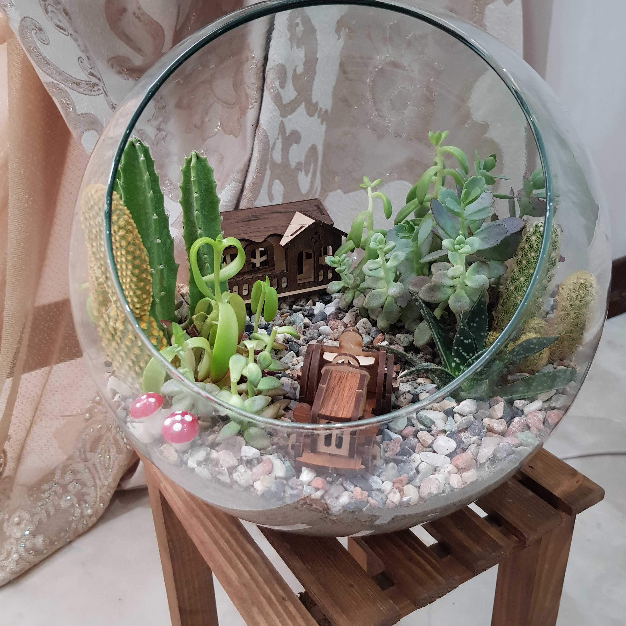 گیاه طبیعی تراریوم ساکولنت و کاکتوس مدل 128 گیاه طبیعی تراریوم ساکولنت و کاکتوس مدل 128