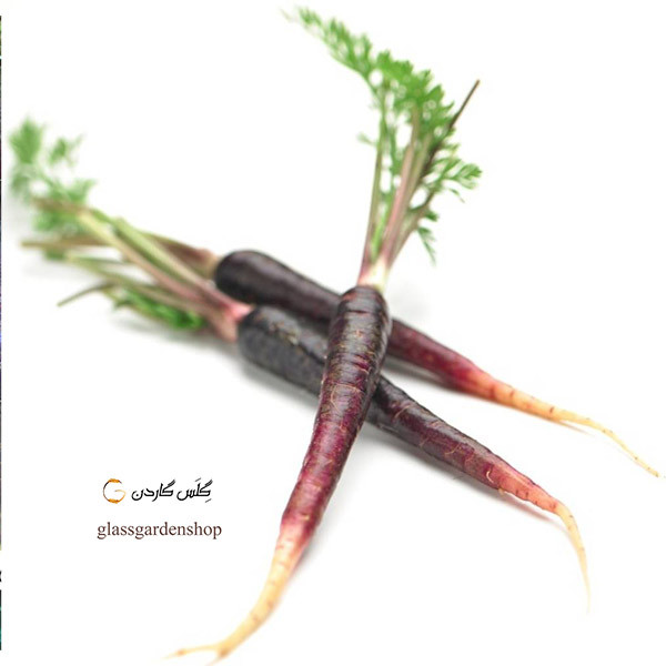 بذر هویج بنفش گلس گاردن مدل GL200